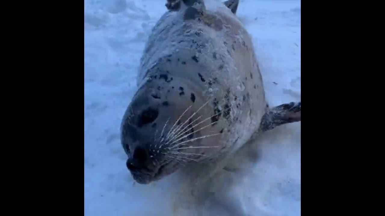 Barking good time: Seals enjoy winter weather at Oregon Zoo | Houston