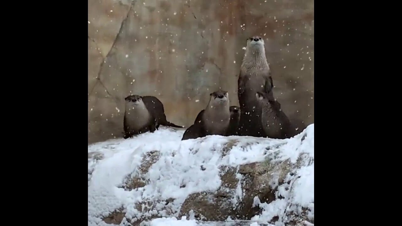 Otter pups watch the snow as a winter storm hits the Milwaukee Zoo | Houston