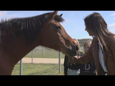 California ranks #1 in the nation for horse lovers