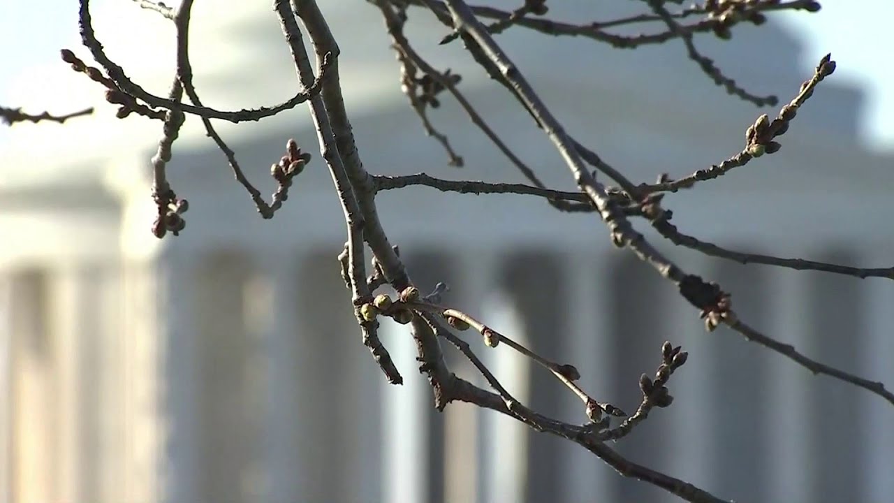 DC’s cherry blossoms closer to peak bloom | Houston