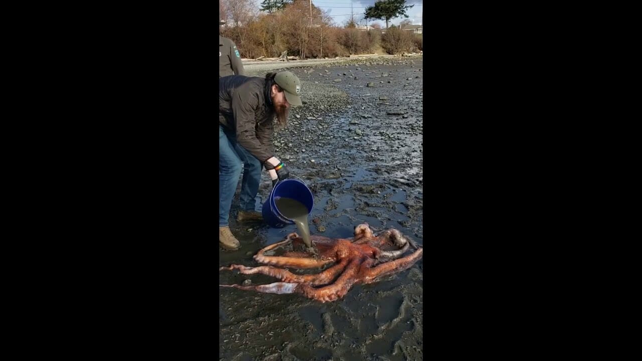 Young girl helps save giant Pacific octopus stranded on Washington shoreline | Houston