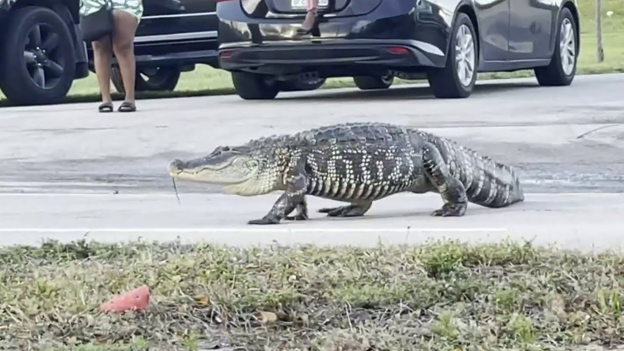 6 Foot Alligator Strolls Across Florida Street