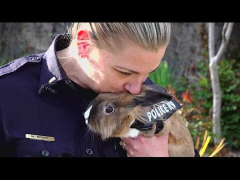 Abandoned bunny lands job at California police department