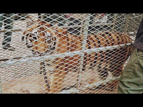 Bengal Tiger Found Chained, Living In Abandoned Tijuana Home