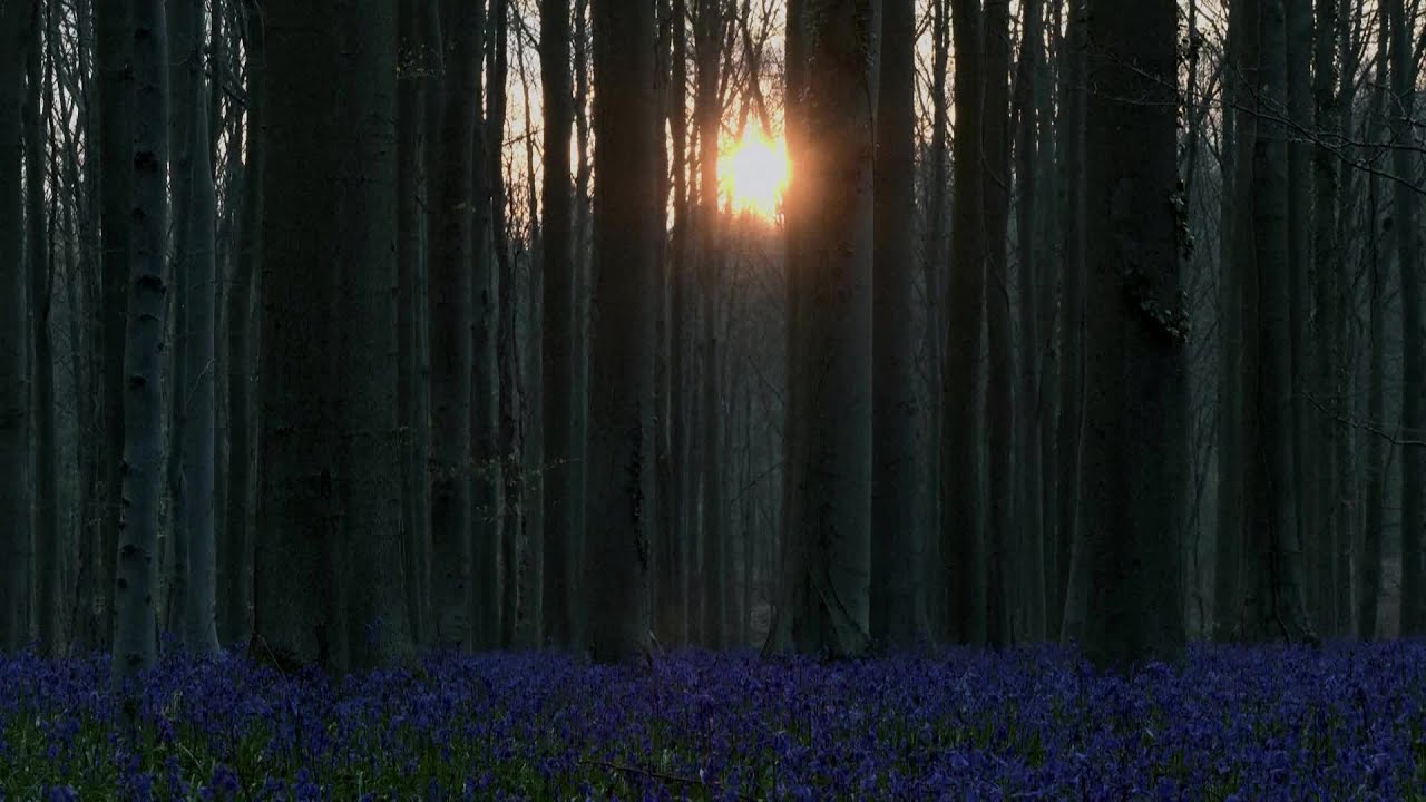 Caught On Camera: Deer Darted Through Belgium’s Famed Hallerbos Forest