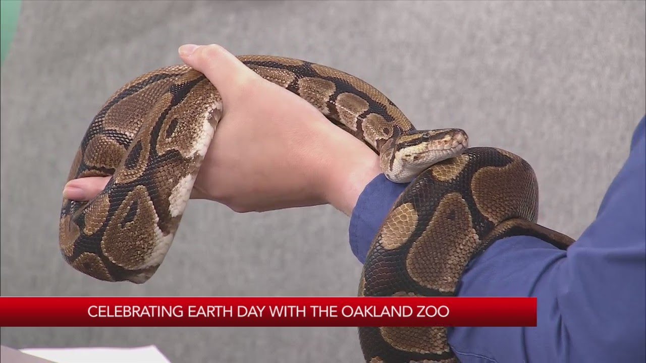 Celebrate Earth Day At The Oakland Zoo