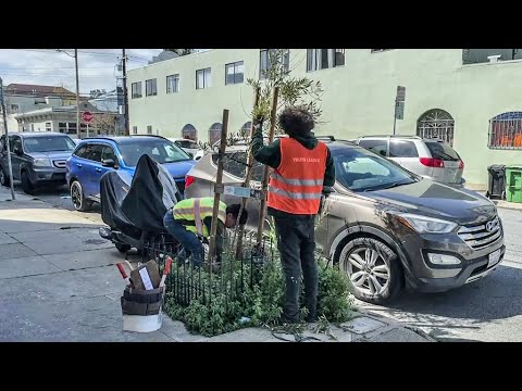 City Of San Francisco Faces Uphill Climb To Replace Fallen Trees