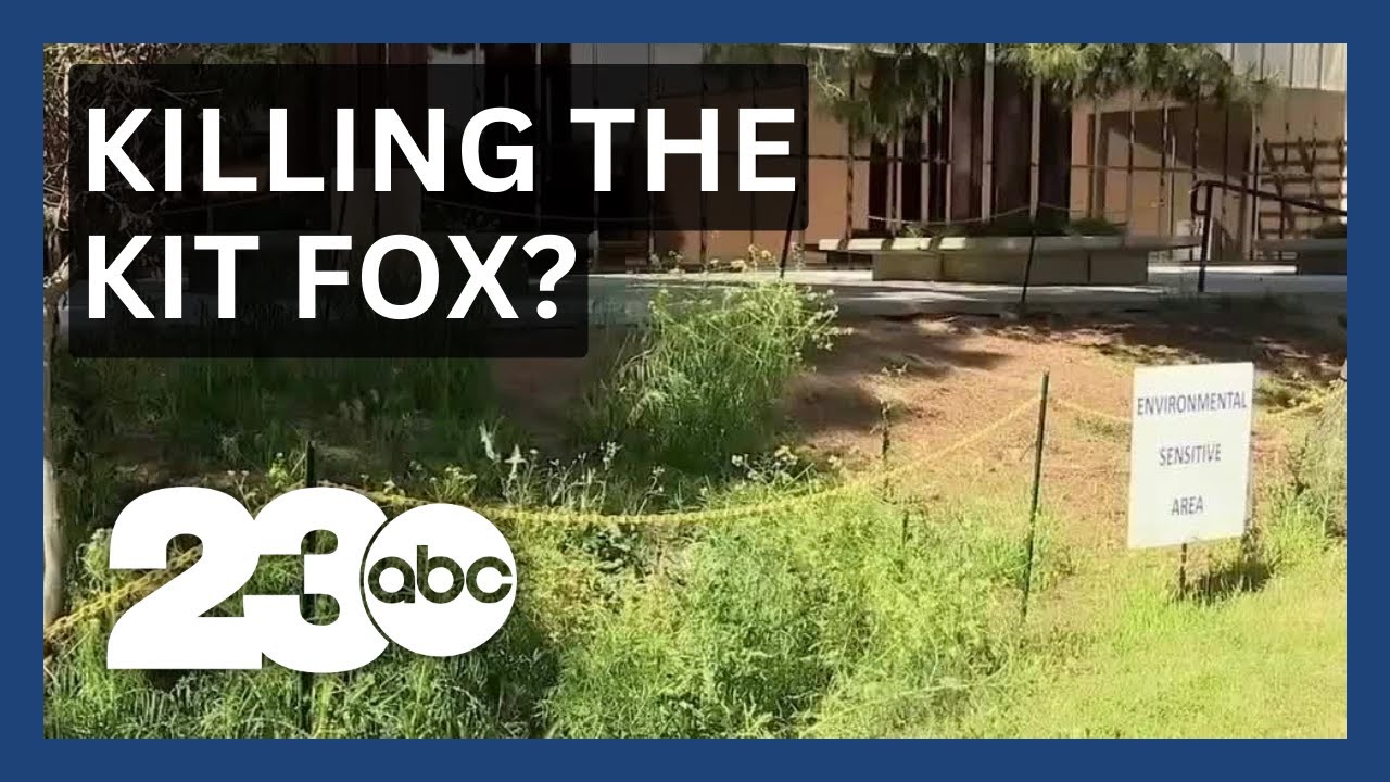 Csub Students Concerned About Fumigation And Kit Foxes