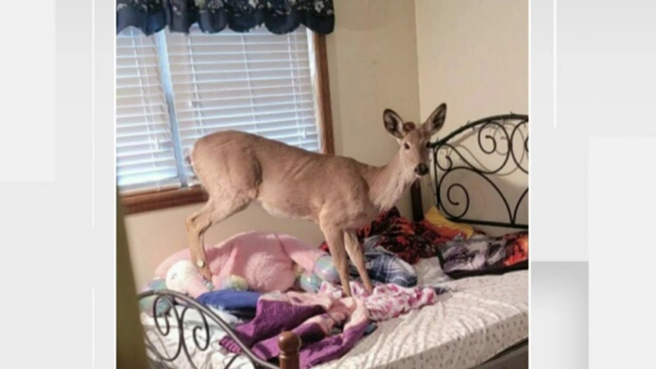 Deer Smashes Through Window, Breaking Into Michigan Family’s Home | Detroit News