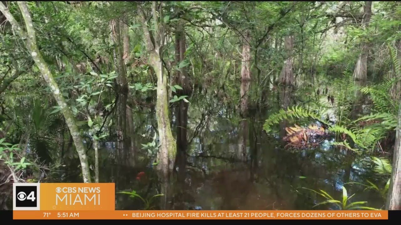 Eye On Earth: Enjoy Nature’s Beauty At Fern Forest Nature Center