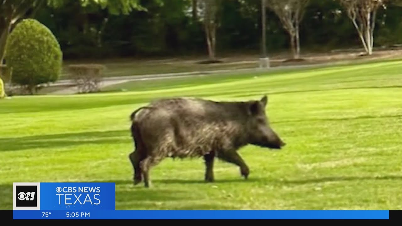 Feral Hogs A Real Problem In Mckinney | Dallas News