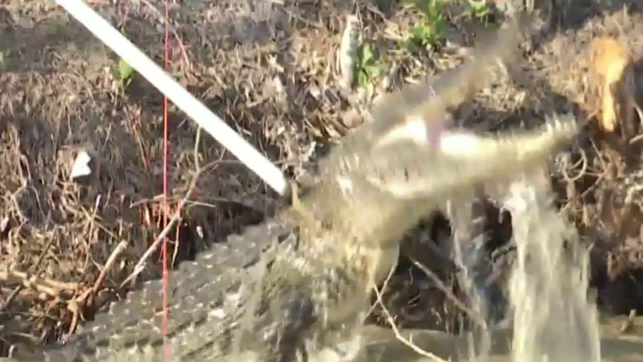 Florida Man Attacked By Alligator