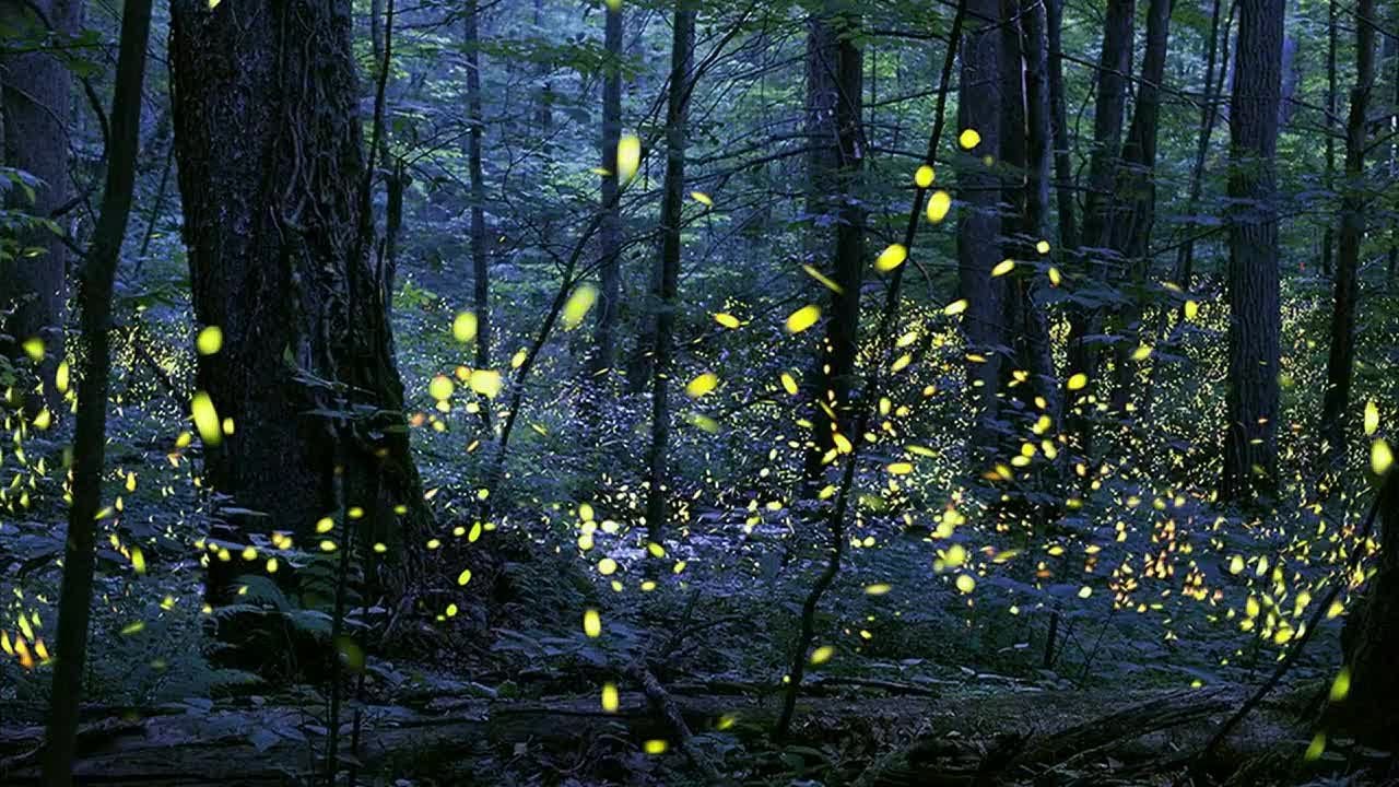 Great Smoky Mountains Announces Lottery, Dates For Synchronous Firefly Viewing