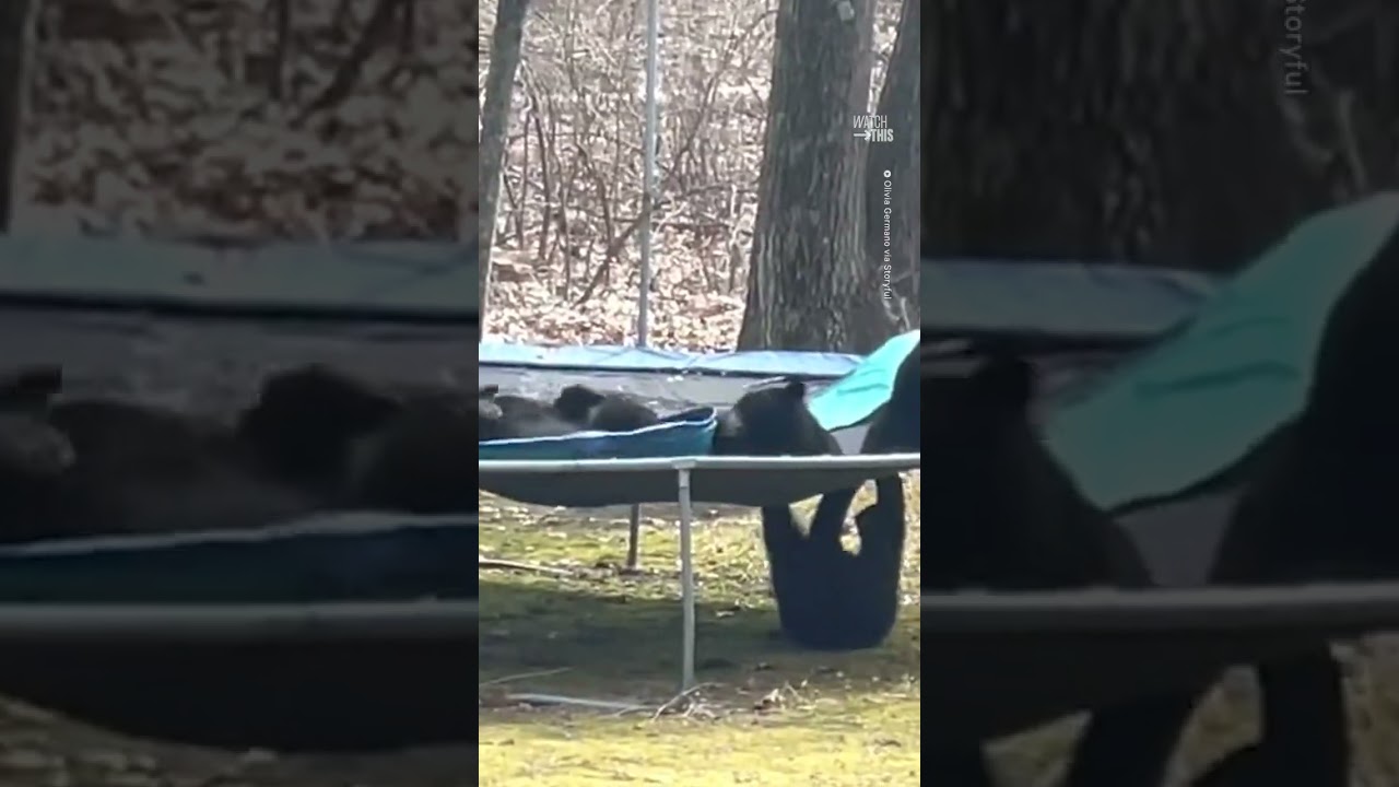 Group Of Bears Caught Bouncing On Trampoline 🐻