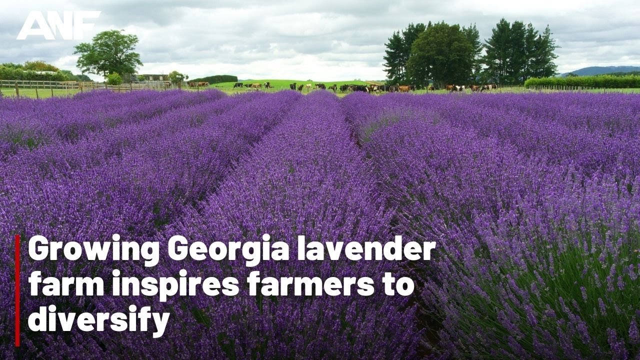 Growing Georgia Lavender Farm Inspires Farmers To Diversify