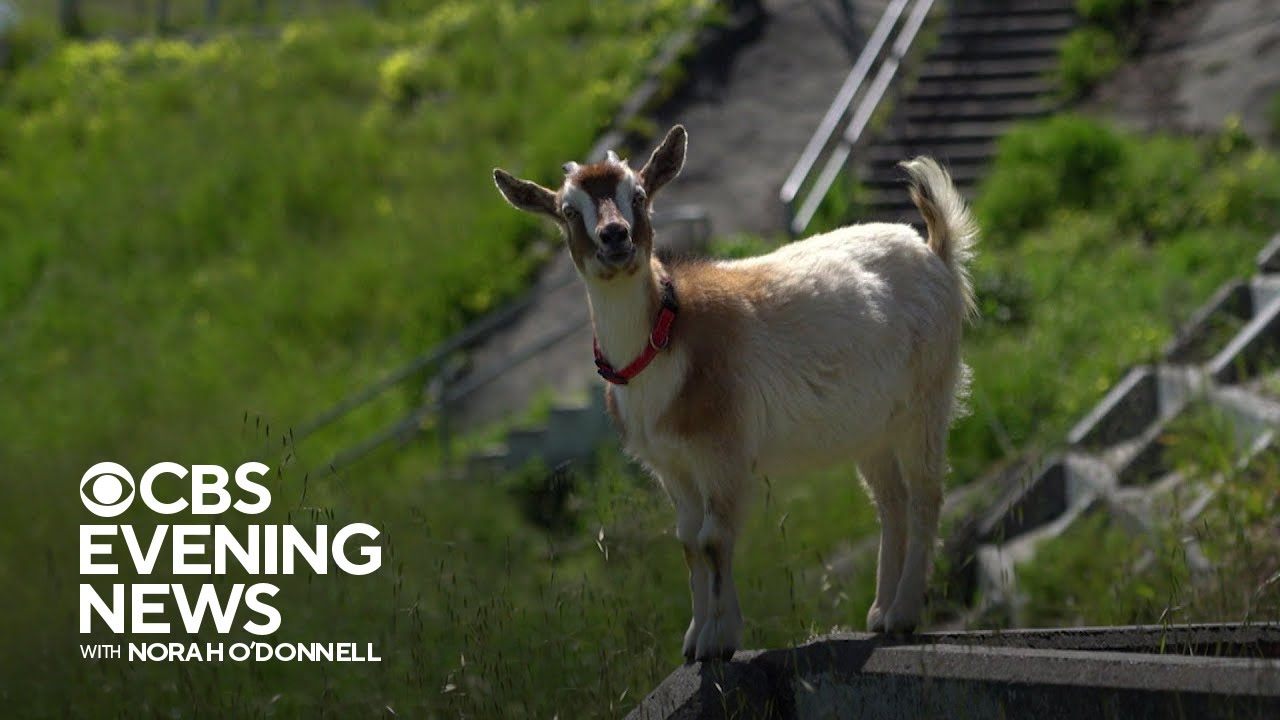 Herd Of Goats Helps Protect San Francisco From Brush Fires