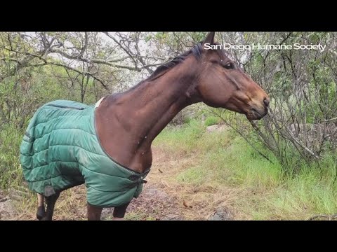 Horse With Leg Injury Rescued At After Being Trapped In Jamul Ravine Overnight