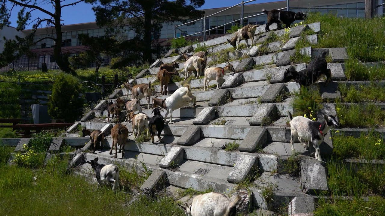 How A Herd Of California Goats Are Preventing Wildfires