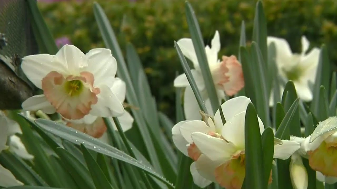 How To Protect Plans During Michigan’s Frigid Spring Temperatures | Detroit News