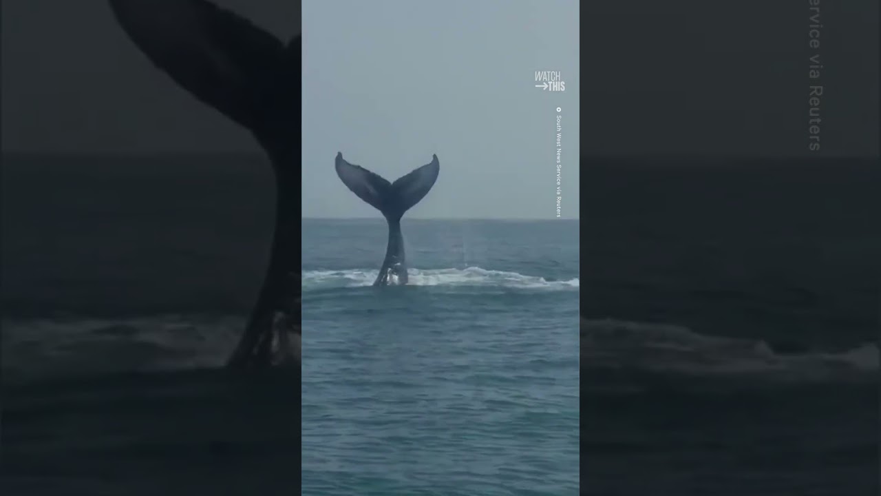 Humpback Whale Surprises Divers In Rare Sighting 🐋