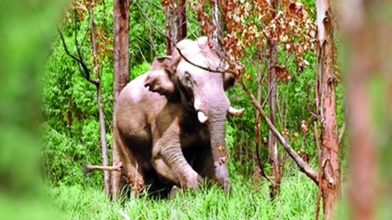 Hunt For ‘arikomban’: Forest Department Launches Mission To Tranquilise, Capture Rice Eating Tusker | Econ Times