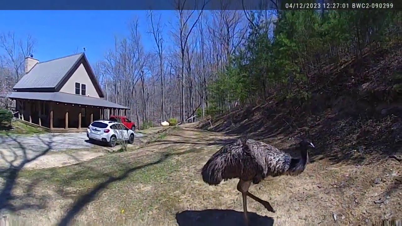 Loose Emu Lured Home After Exploring Neighbor’s Property In Ohio | Houston