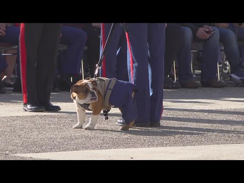 Mcrd Appoints New Mascot, To Boost Morale And Help Recruitment