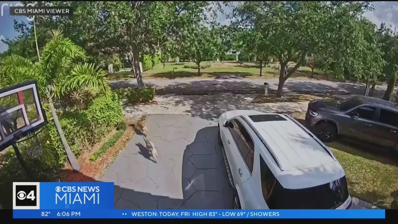 Miami Lakes Woman Says Same 2 Dogs Return To Kill Her Cats