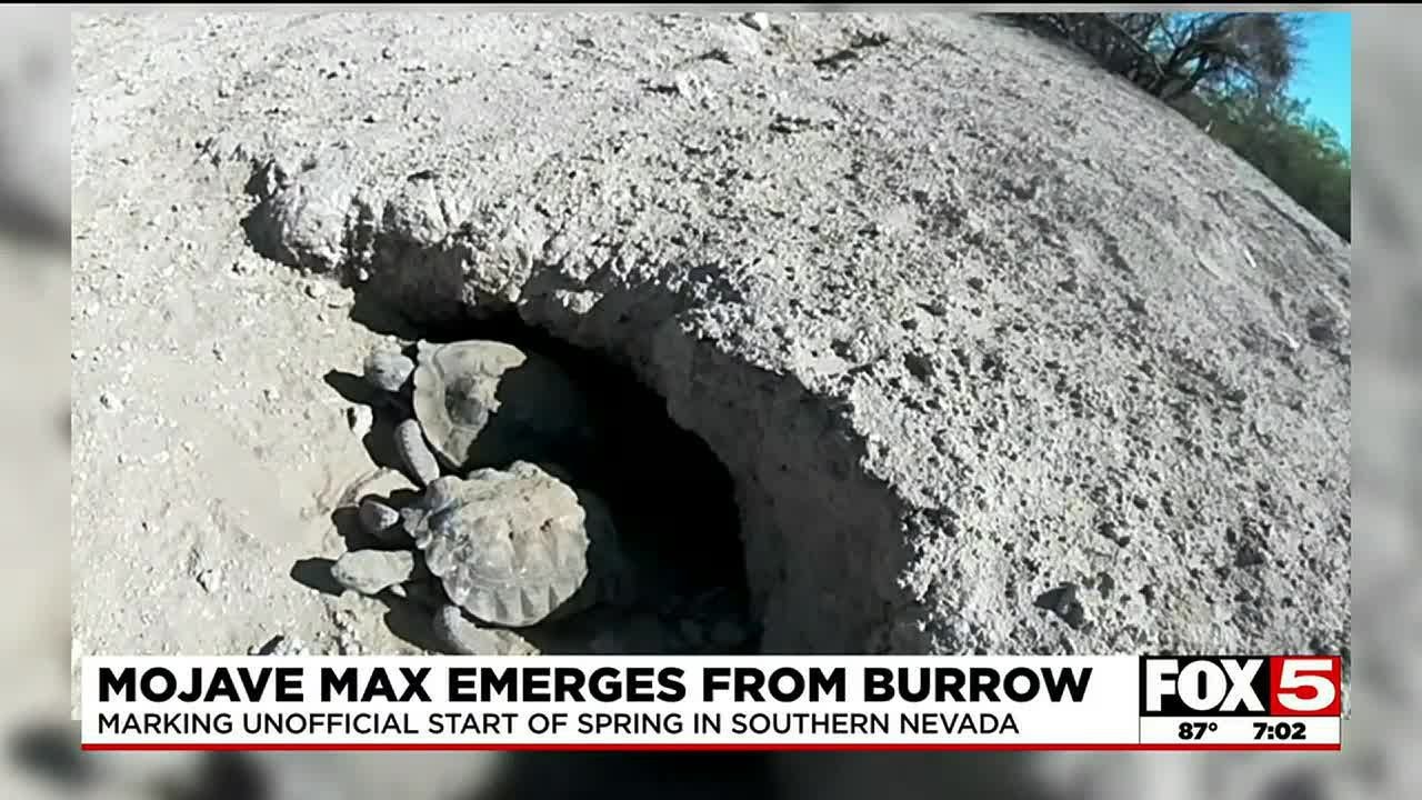 Mojave Max Emerges From Burrow, Signaling Unofficial Start Of Spring