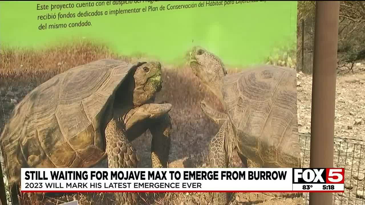 Mojave Max Establishes New Record For Latest Emergence To Date