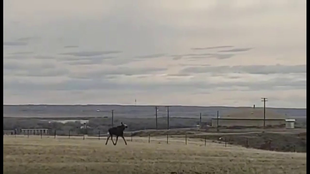 Moose Makes Surprise Appearance At National Weather Service Office | Houston