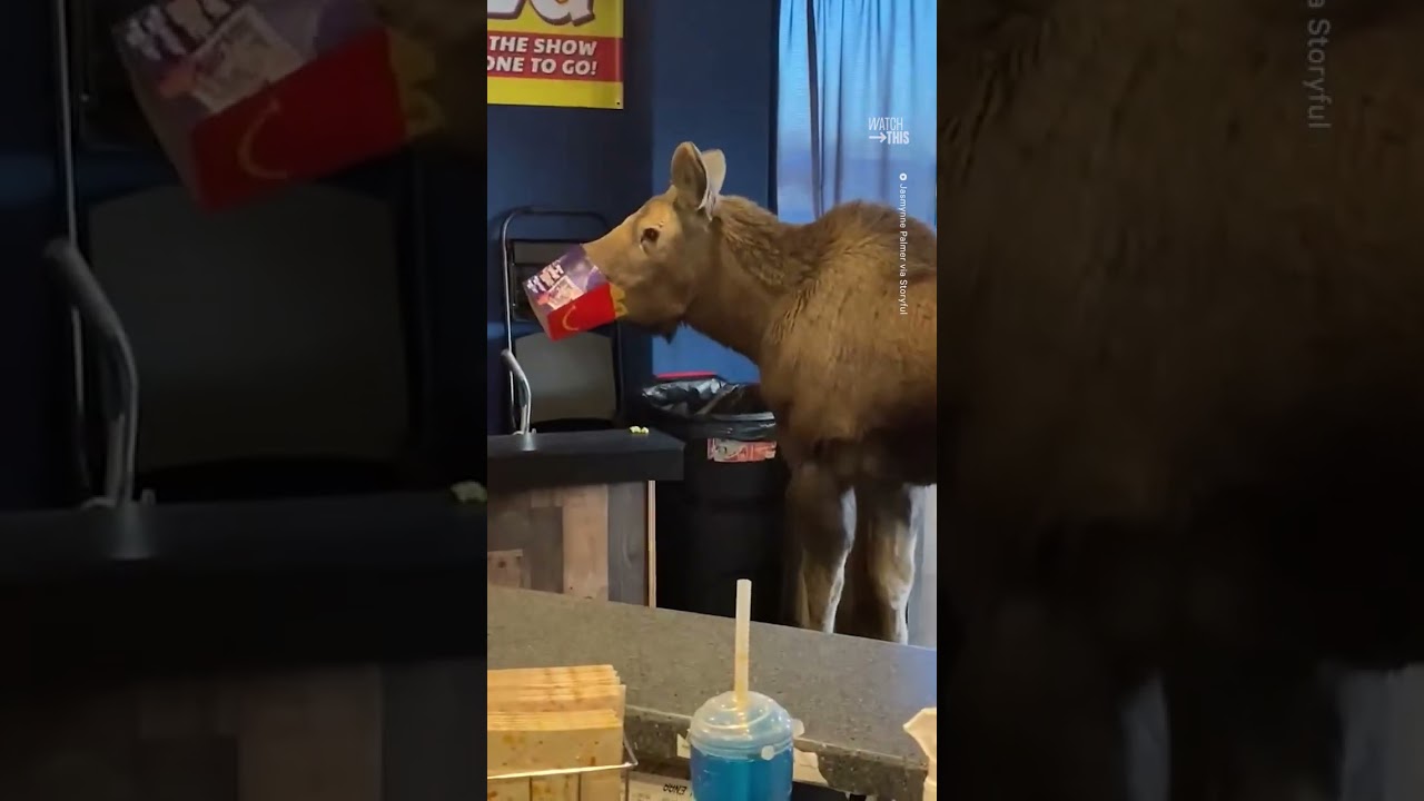 Moose Walks Into Alaska Movie Theater & Eats Some Popcorn 🍿