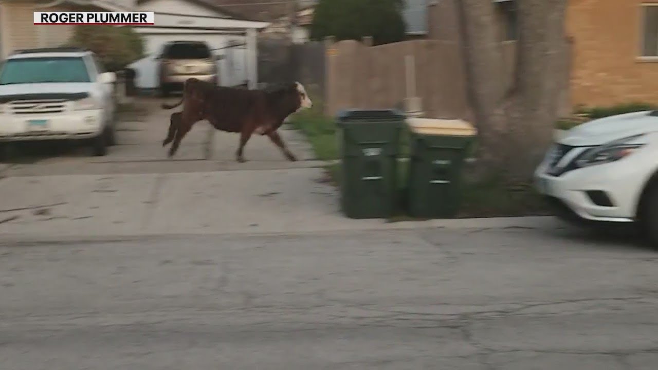 Moove Over: Suburban Teens Purchase Farm Animals For ‘senior Prank’