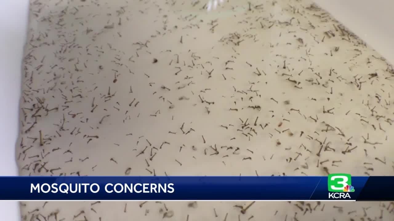 Mosquito Population In San Joaquin County Rising Due To Recent Rain And Floods, Experts Say