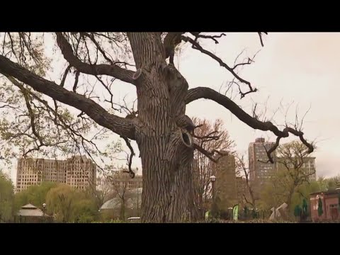 Native American Religious Leaders Offer Blessings To Very Old Tree At Lincoln Park Zoo