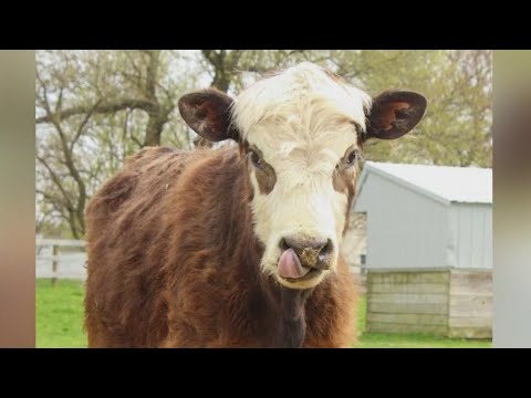 Niles Senior Prank Cow Now At Mchenry Animal Sanctuary