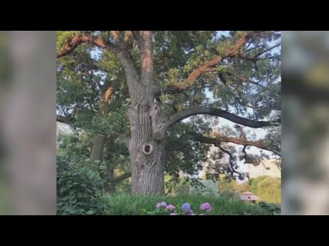 Oak Tree Older Than Chicago To Be Cut Down Monday