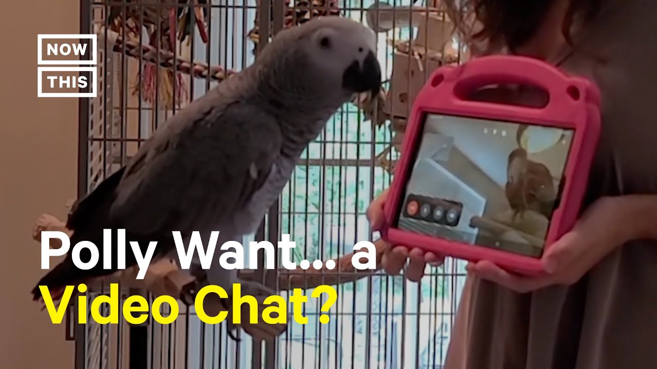 Parrots Learn How To Video Chat To Keep In Touch