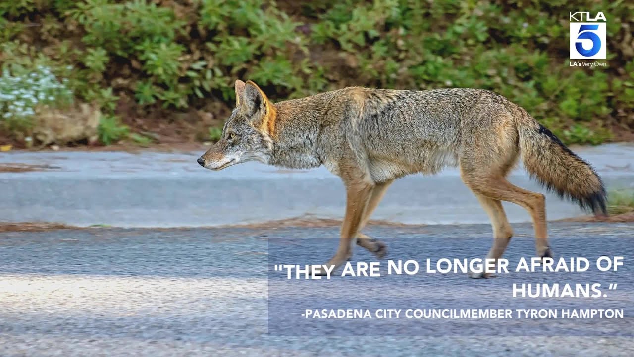 Pasadena Grapples With ‘exploding’ Coyote Population