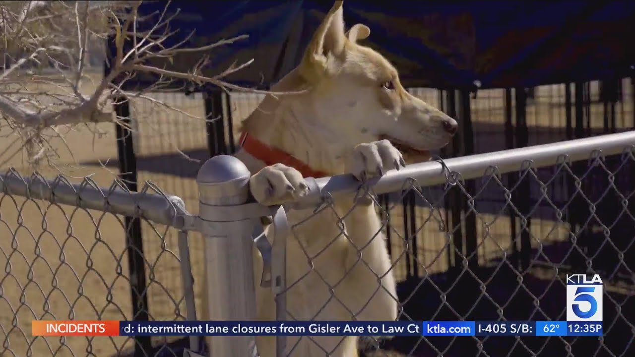 ‘pawsitive Change’ Matching Unadoptable Dogs With California Inmates