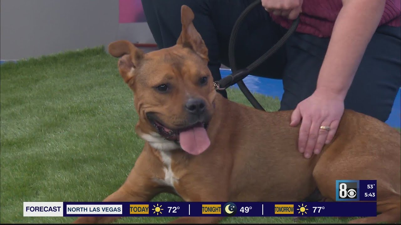 Pet Of The Week: Wynonna