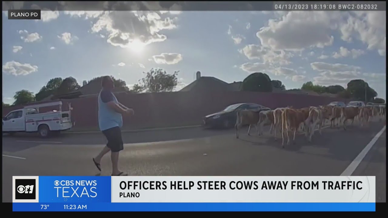 Plano Police Release Video Of Officers Steering Cows From Traffic | Dallas News