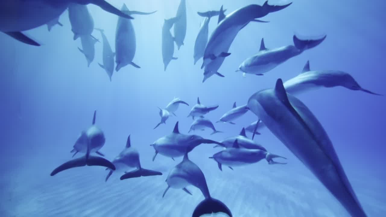 Pod Of Spinner Dolphins Filmed Off Maui