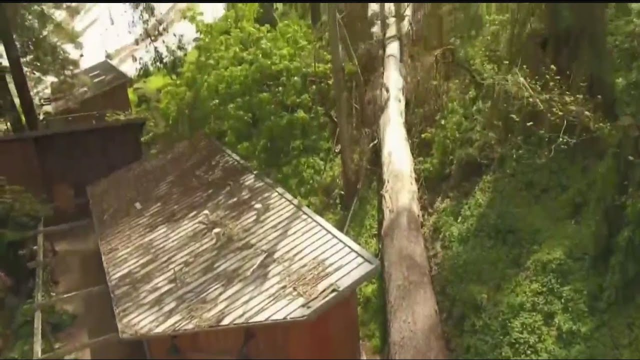 Preparations Underway For Stern Grove Music Festival After Storm Damage Raised Concerns Of Delay