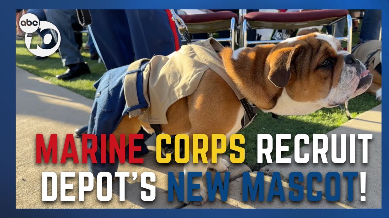 ‘private Bruno’ Takes Over As Marine Corps Recruit Depot San Diego’s Mascot | San Diego News