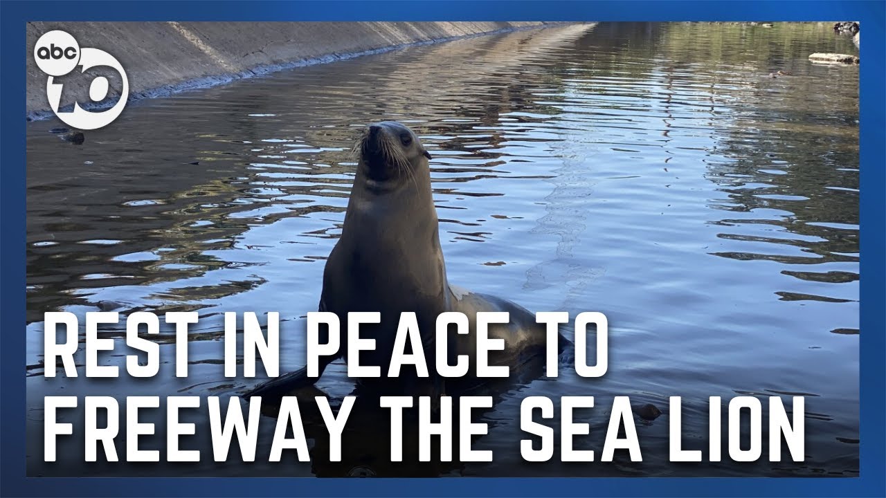 Rescued Sea Lion ‘freeway’ Humanely Euthanized At Seaworld | San Diego News