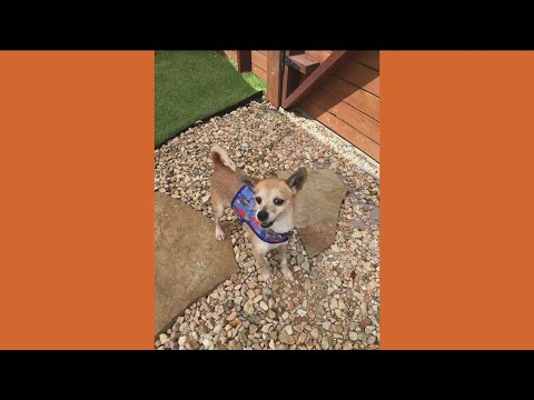 Scrappy from Chihuahua Rescue of San Diego County needs a home!