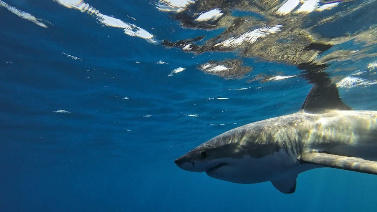 Shark Researchers On The Verge Of Unlocking Great White Mystery