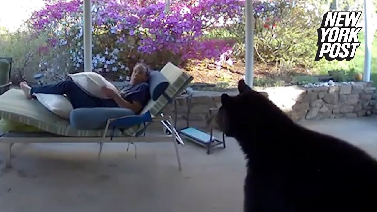 Shocking Moment Black Bear Surprises Man Relaxing On Patio | New York Post