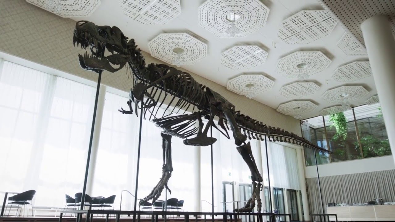 ‘spectacular’ T. Rex Skeleton Sells For Millions In Zurich | Houston